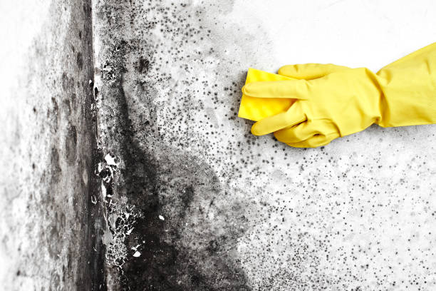 Best Residential Mold Removal  in Mount Morris, IL