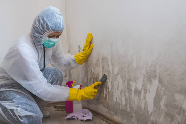 Best Attic Mold Removal  in Mount Morris, IL