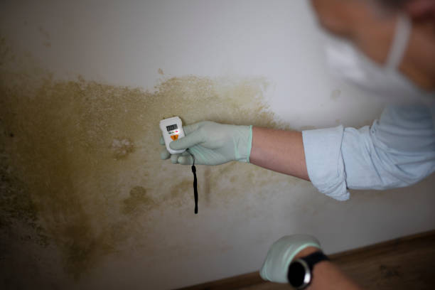 Best Black Mold Removal  in Mount Morris, IL