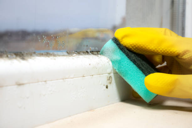 Best Affordable Mold Removal  in Mount Morris, IL