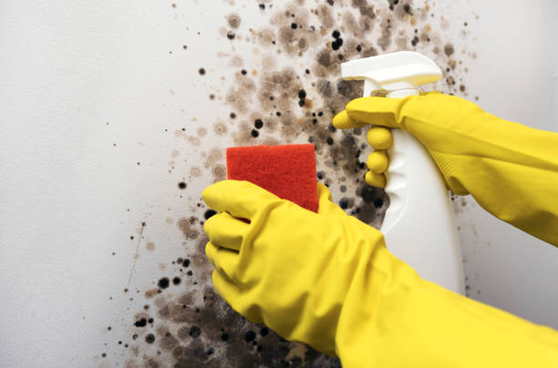 Best Certified Mold Removal  in Mount Morris, IL