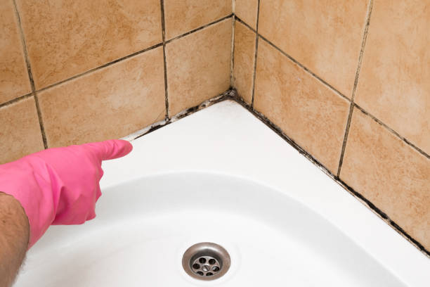 Mold Removal Process in Mount Morris, IL