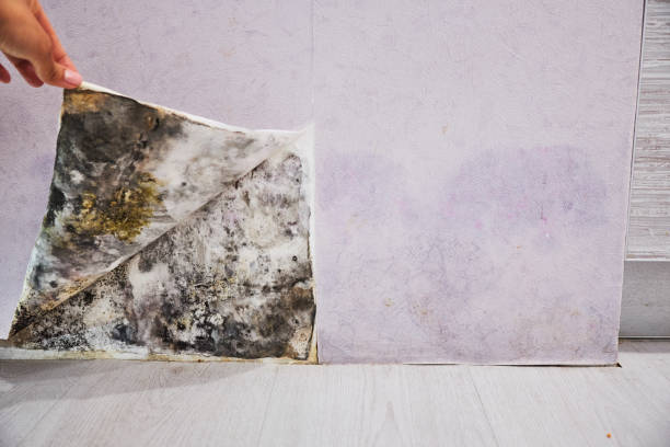Best Emergency Mold Removal  in Mount Morris, IL